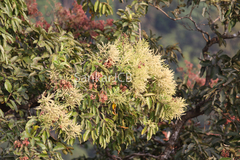 Terminalia paniculata